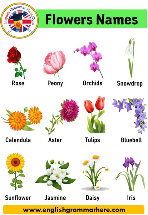 10 Flowers Name In English In This Lesson We Will Examine The Topic Of Flower Names In English