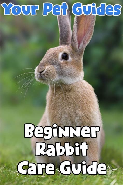 Beginner Rabbit Care Guide