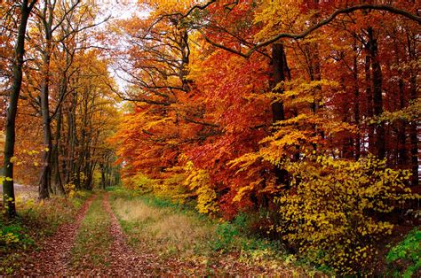 Hd Wallpaper Forest Autumn Tree Leaves Path