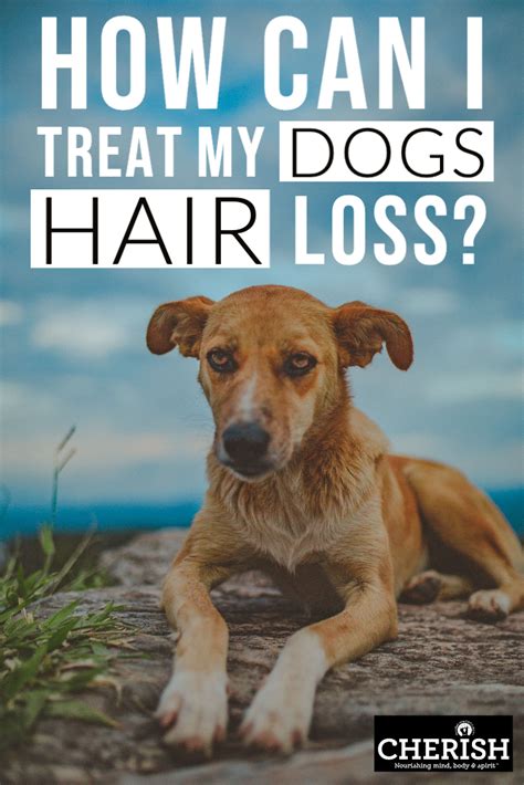 How Can I Treat My Dogs Hair Loss Dog Hair Loss Dog Losing Hair