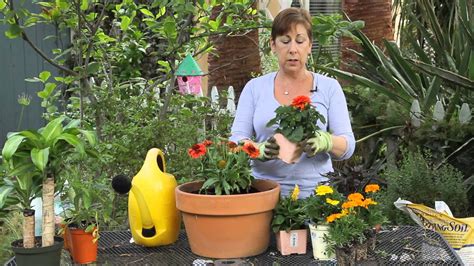How To Plant Beautiful Containers With Annual Flowers Garden Space