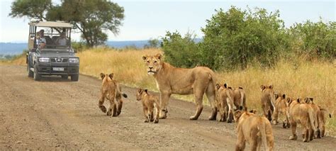Big Five South African Safari Discover Africa Safaris