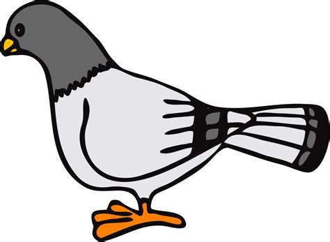 Download Columbidae Pigeon Free Download Png Hd Hq Png Image Freepngimg