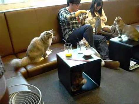 Neighborhood cat cafes like this one have a different feel from establishments in bustling shopping zones like ikebukuro or harajuku. Calico Cat Cafe in Shinjuku Tokyo Japan - YouTube