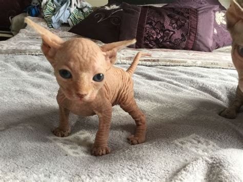 Sphynx Sphynx Kittens Available For Sale Now Cats For Sale Price