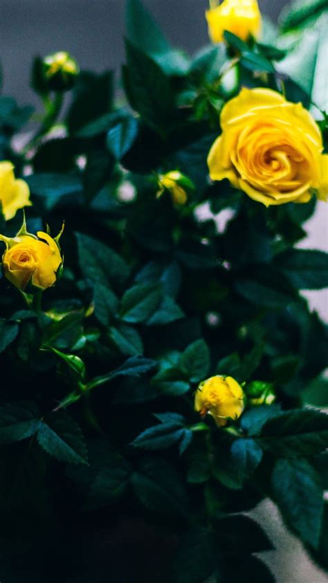 Yellow Rose Wallpapers And Backgrounds 4k Hd Dual Screen
