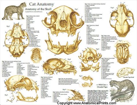 Cat Skull Anatomy Laminated Poster Clinical Charts And