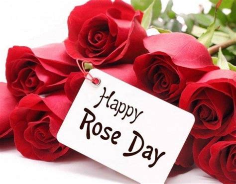 Valentines Week 2021 The Rose Day Why Red Roses And How