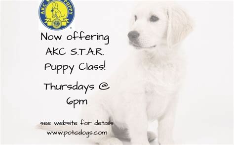 Puppies who attend all six classes are eligible for the akc star puppy certificate. AKC STAR Puppy - Peoria Obedience Training Club Dogs