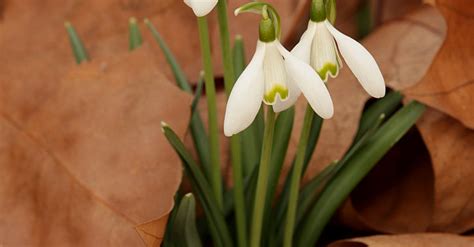 Fresh Snowdrop With Yellow Leaves · Free Stock Photo