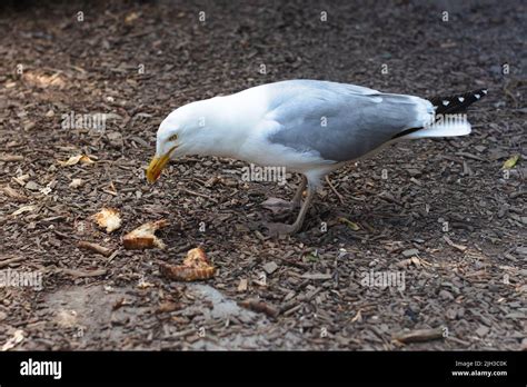 Seagull Pecking Food Hi Res Stock Photography And Images Alamy
