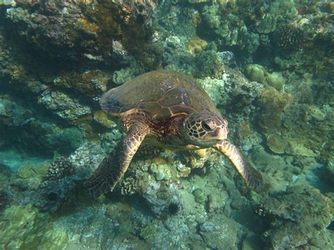 Maui Eco Tours Happy Honu Hawaiian Green Sea Turtle