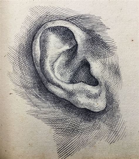 Andrew Redding Tiny Study Of An Ear Ink Ink Drawing How To Draw
