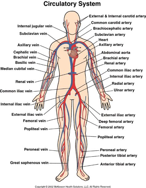 Circulatory System Raymond Health Issue Blog