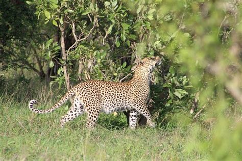 4 Day Safari To Kruger National Park From Johannesburg 2024 Mpumalanga