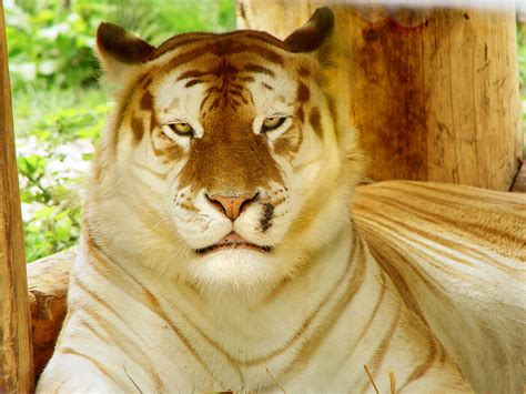 Golden Tiger Relaxing Taken In The Siky Ranch Zoo In The Flickr