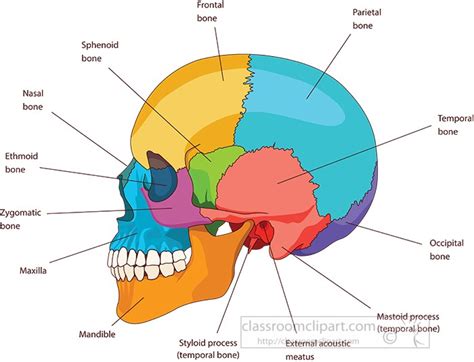 Human Skull Anatomy Labeled Draw Weiner