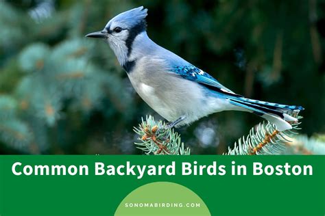14 Common Backyard Birds In Boston To Observe Sonoma Birding