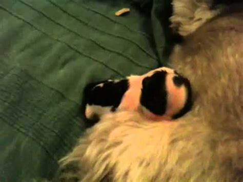 5 pups born feb 15th 2019. Shih tzu puppies being born very cute - YouTube