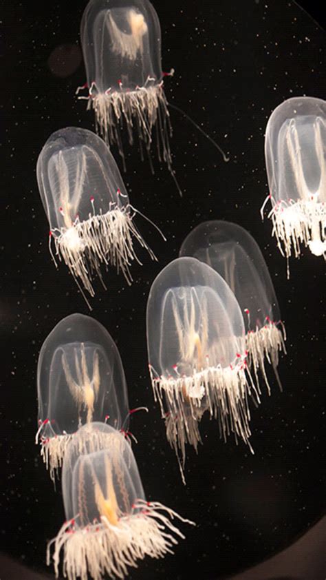 Beautiful Jellyfish Under The Water Under The Sea Deep Sea Creatures