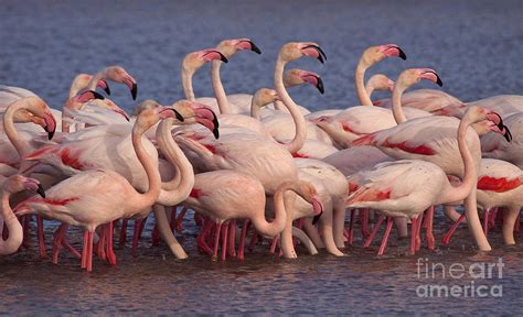 Flocking Flamingos Photograph By Sharon Ely Pixels