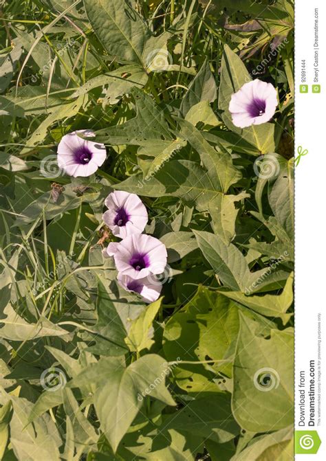 Kumera Sweet Potato Flowers Stock Photo Image Of Purple Plant 92691444