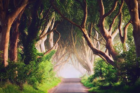 Ireland Road Trees Landscape Nature Wallpapers Hd Desktop And