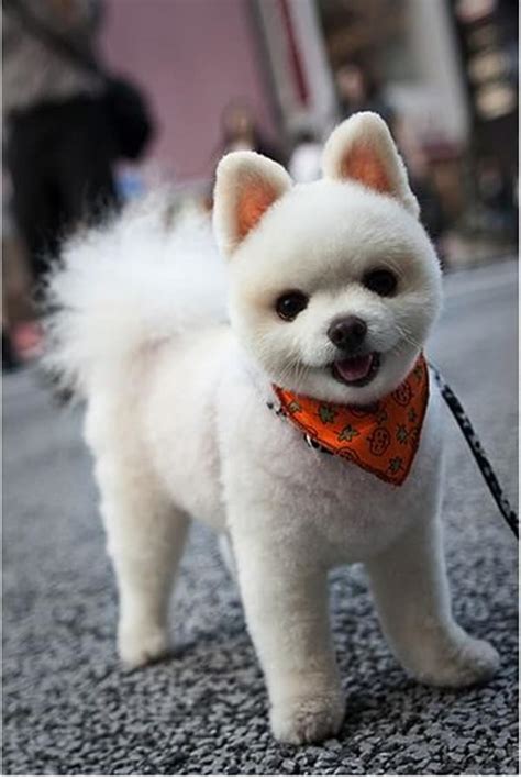 30 Dog Grooming Styles And Haircuts For Your Dogs New Look