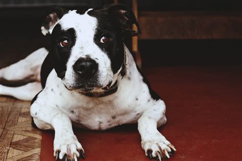 Best dog food for pitbulls at petsmart. 10 Best Dog Food Brands For Pitbulls To Gain Weight (2021)