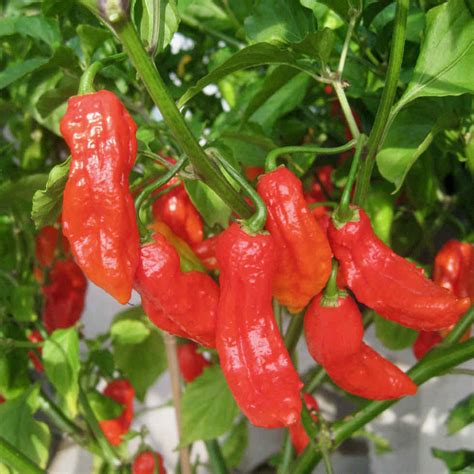 PEPPER EXTREME HOT BHUT JOLOKIA RED GHOST PEPPER Horticultural Consultancy
