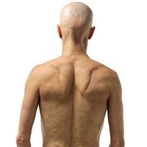 See more ideas about anatomy, anatomy for artists, anatomy reference. How to Draw the Upper Back - Anatomy and Motion | Proko