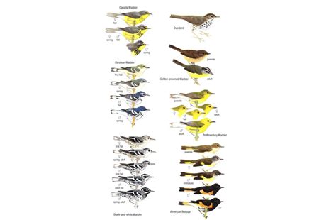 Birds Of Trinidad And Tobago Veldshopnl