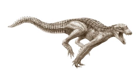 Fossil Hunters Unearth Galloping Dinosaur Eating Crocodiles In Sahara