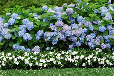 The Beauty Of White Hydrangea A Guide To Growing And Caring For This