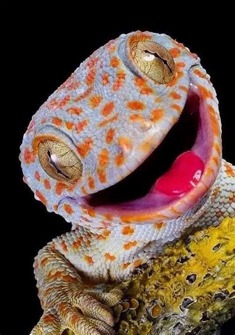 Gekko Gecko Gecko Tokay Nature Animals Animals And Pets Baby