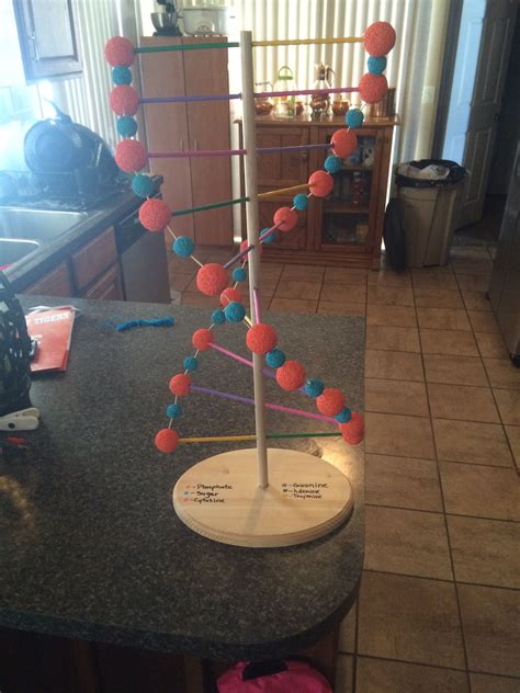Dna Model Project With Styrofoam Biology Projects Science Fair
