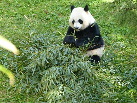 Mei Xiang Eating Boo Jd Pandas Flickr