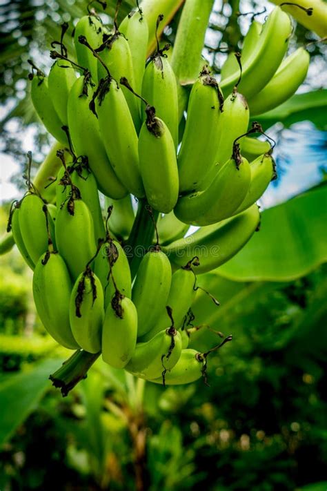 Unripe Green Banana Bunch Stock Image Image Of Unripe 94872013