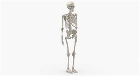 Anatomy Human Skeleton 3d Model Turbosquid 1684737