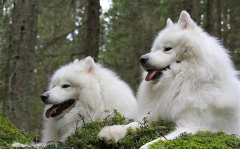 Wallpaper Samoyed Dog Samoyed Dogs Hd Widescreen High Definition