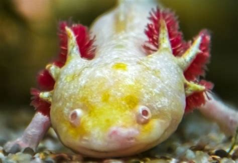 Can Axolotls Smile Pets From Afar