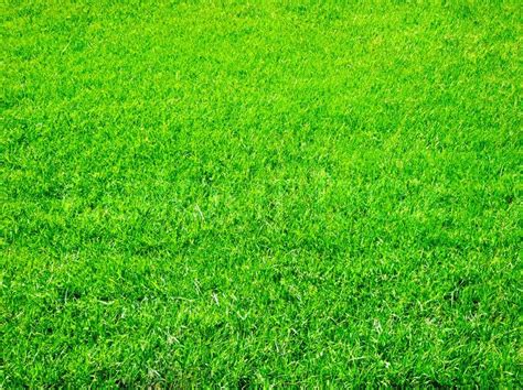 Bright Green Grass Great As A Stock Image Colourbox