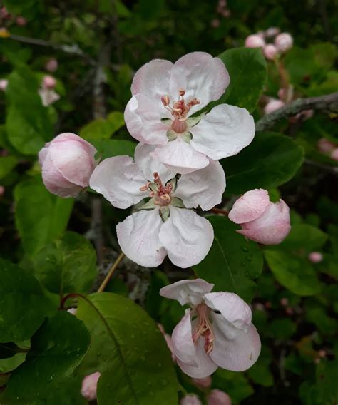 Malus Angustifolia Trees And Shrubs Online
