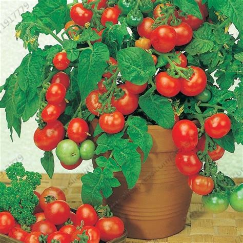 Sweet Cherry Tomato Seeds Mini Vegetable Seeds Organic Dwarf Tomato