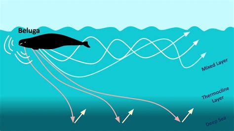 Beluga Whale Echolocation Youtube