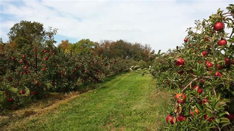 Free Images Apple Tree Growth Farm Fruit