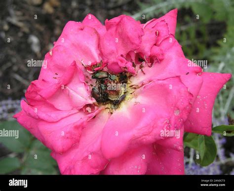 Japanese Beetles On Rose Stock Photo Alamy