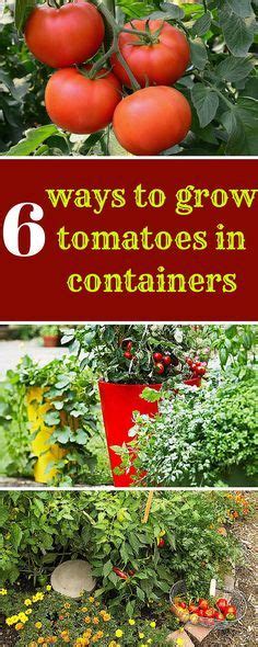 How To Grow Tomato Plant Growing And Harvesting Fresh