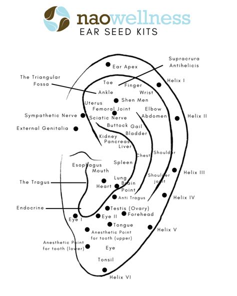 Ear Seeds For Weight Loss Chart