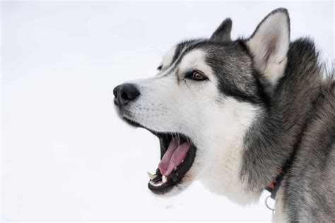 Do Huskies Bark A Helpful Guide To Husky Vocalization